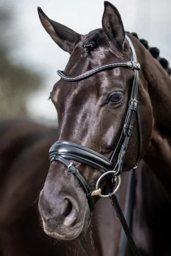 lemieux Bride Dressage Classique Black Online