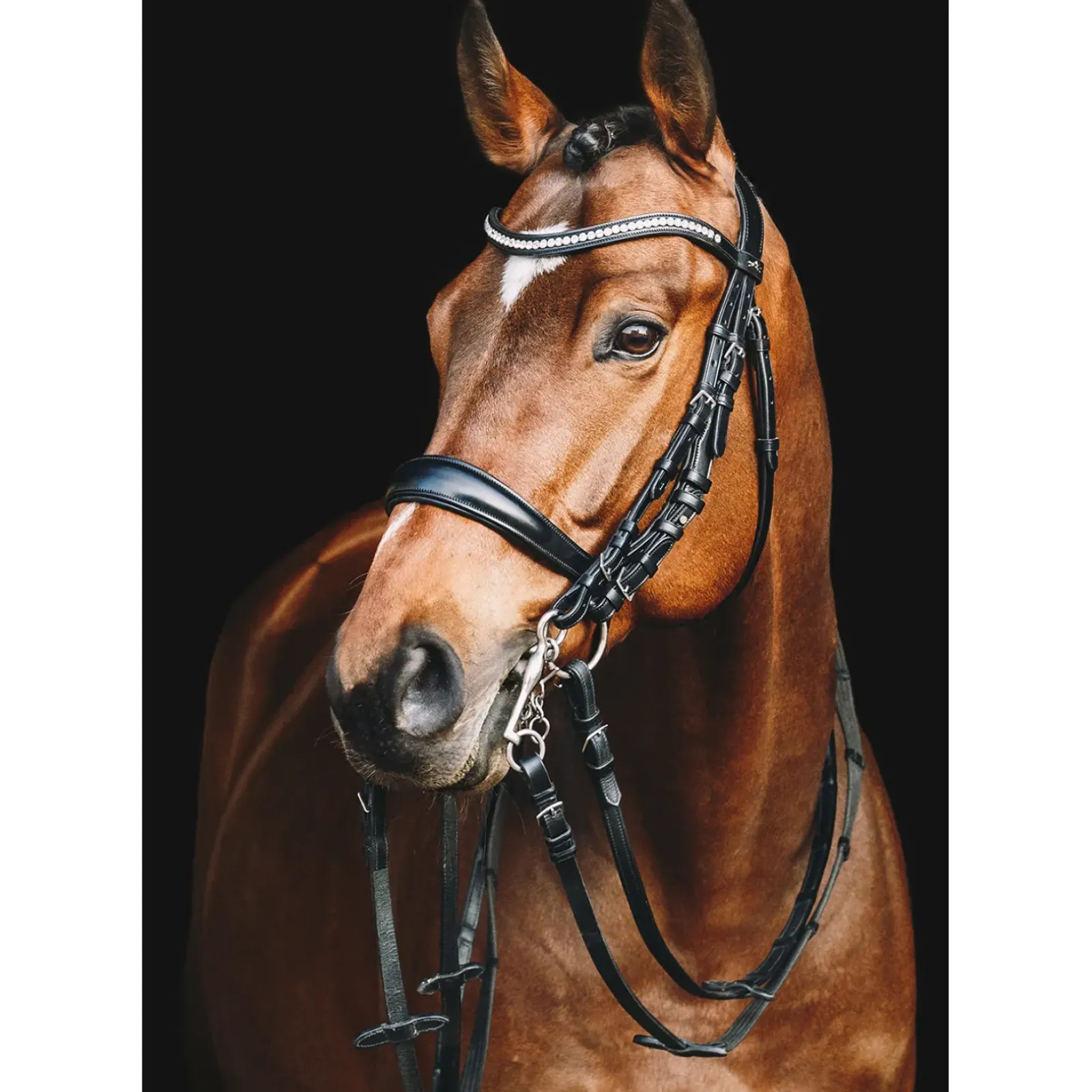 schockemohle Bridon Equitus Gamma Black/Patent Grey Sale