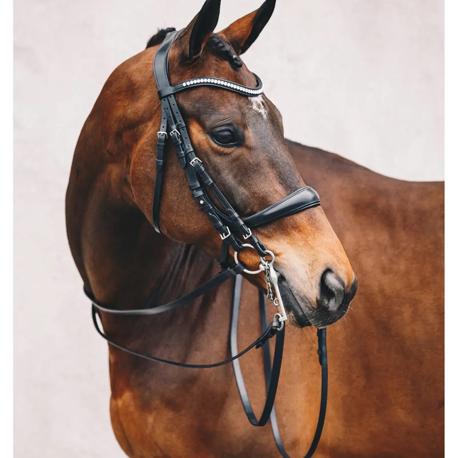 schockemohle Bridon Equitus Gamma Black/Patent Grey Sale