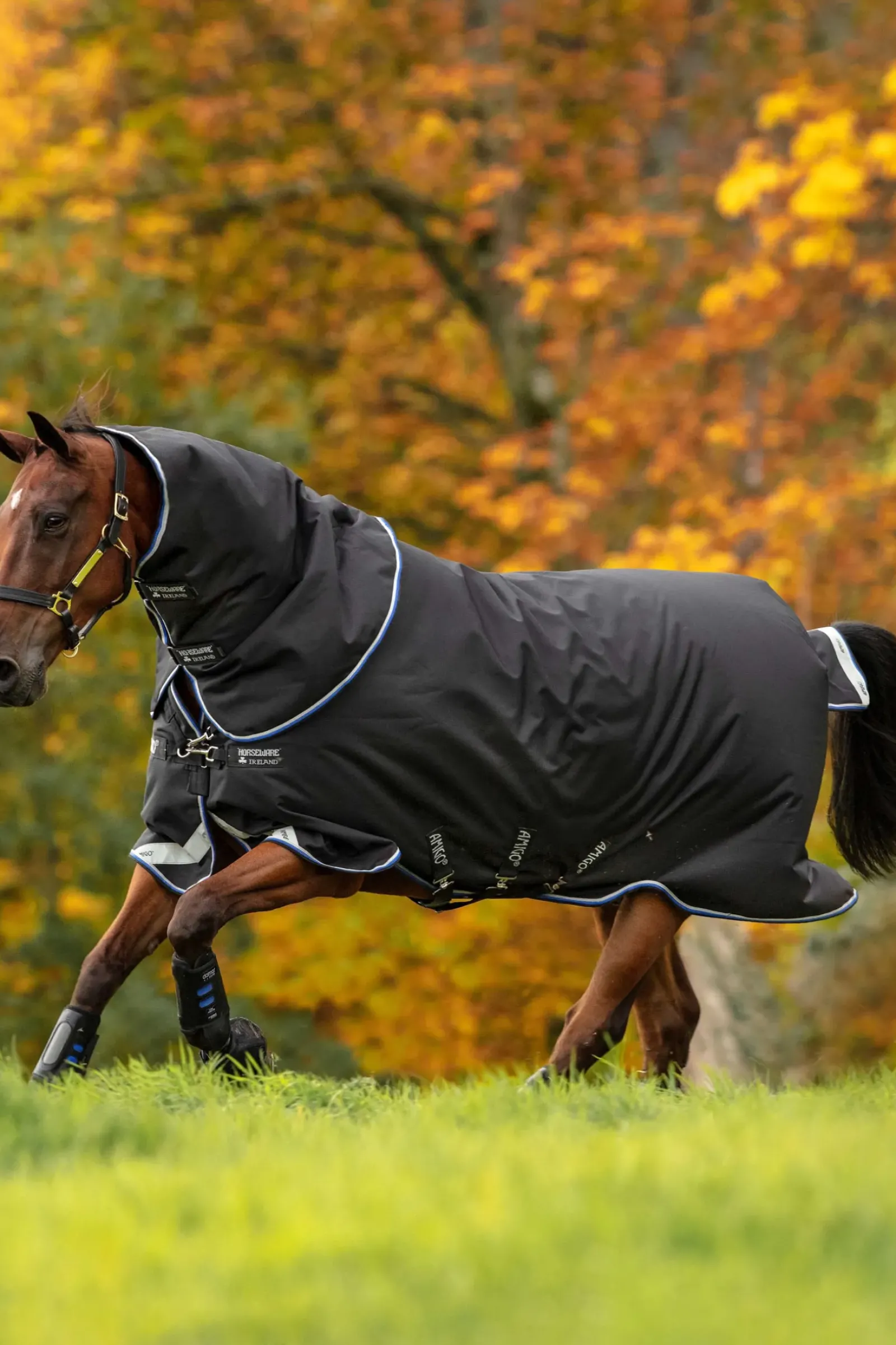 horseware Couverture D'Exterieur Amigo Bravo 12 Plus Medium, 250 G Black/ Strong Blue/ Black Sale