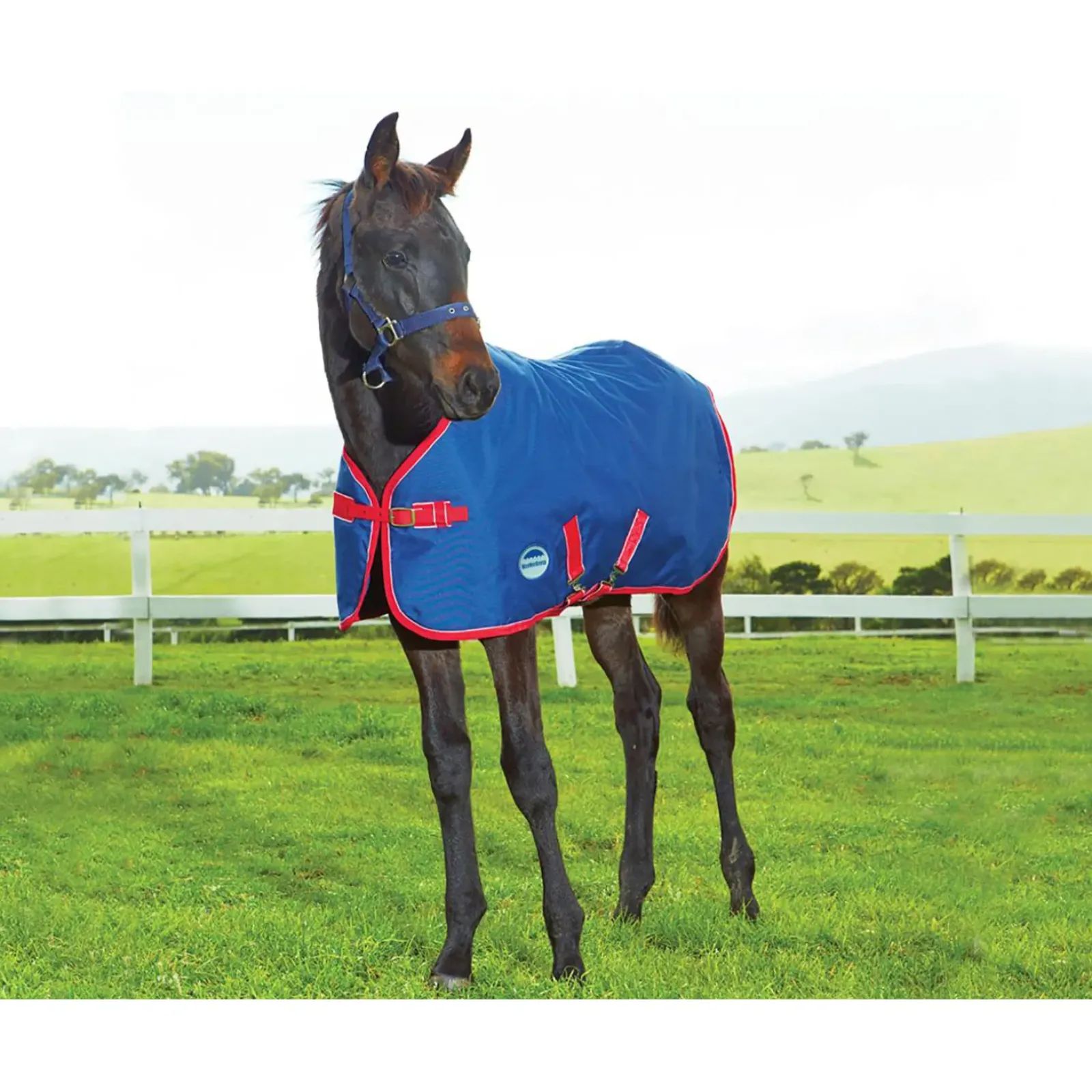 weatherbeeta Couverture Poulain 1200 D, Epaisseur Moyenne, , 220 G Dark Blue/Red/White
