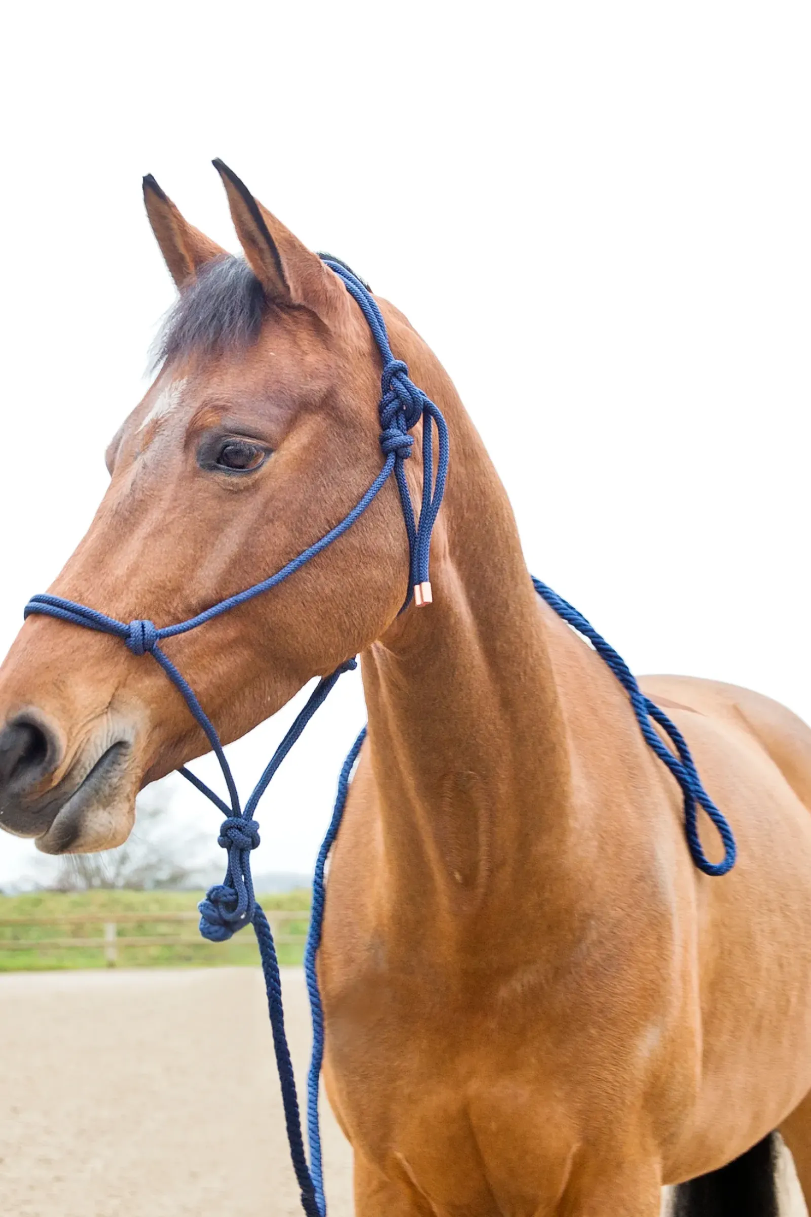 horze Ensemble Licol De Corde Et Longe Ethologique Bleu Fonce Online