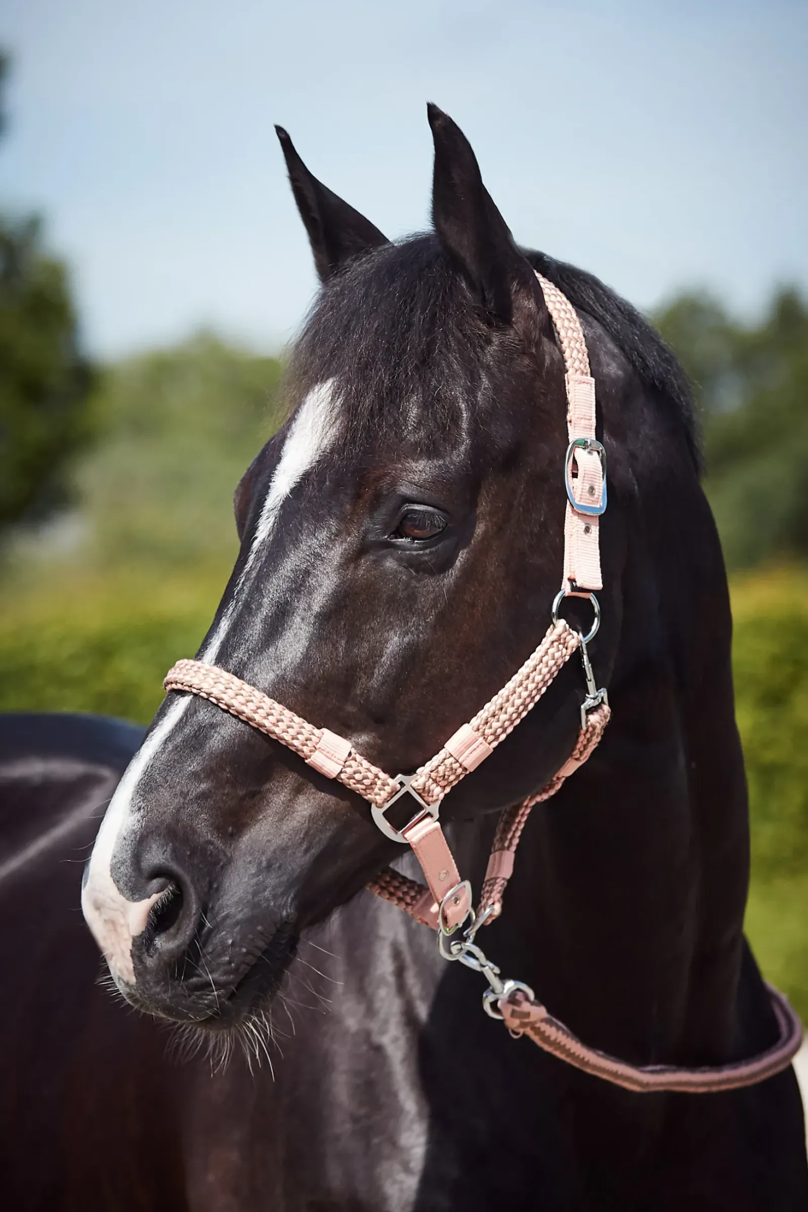 horze Ensemble Tresse Licol Et Longe Coventry Coral Pink/ Coca Moca Brown Discount