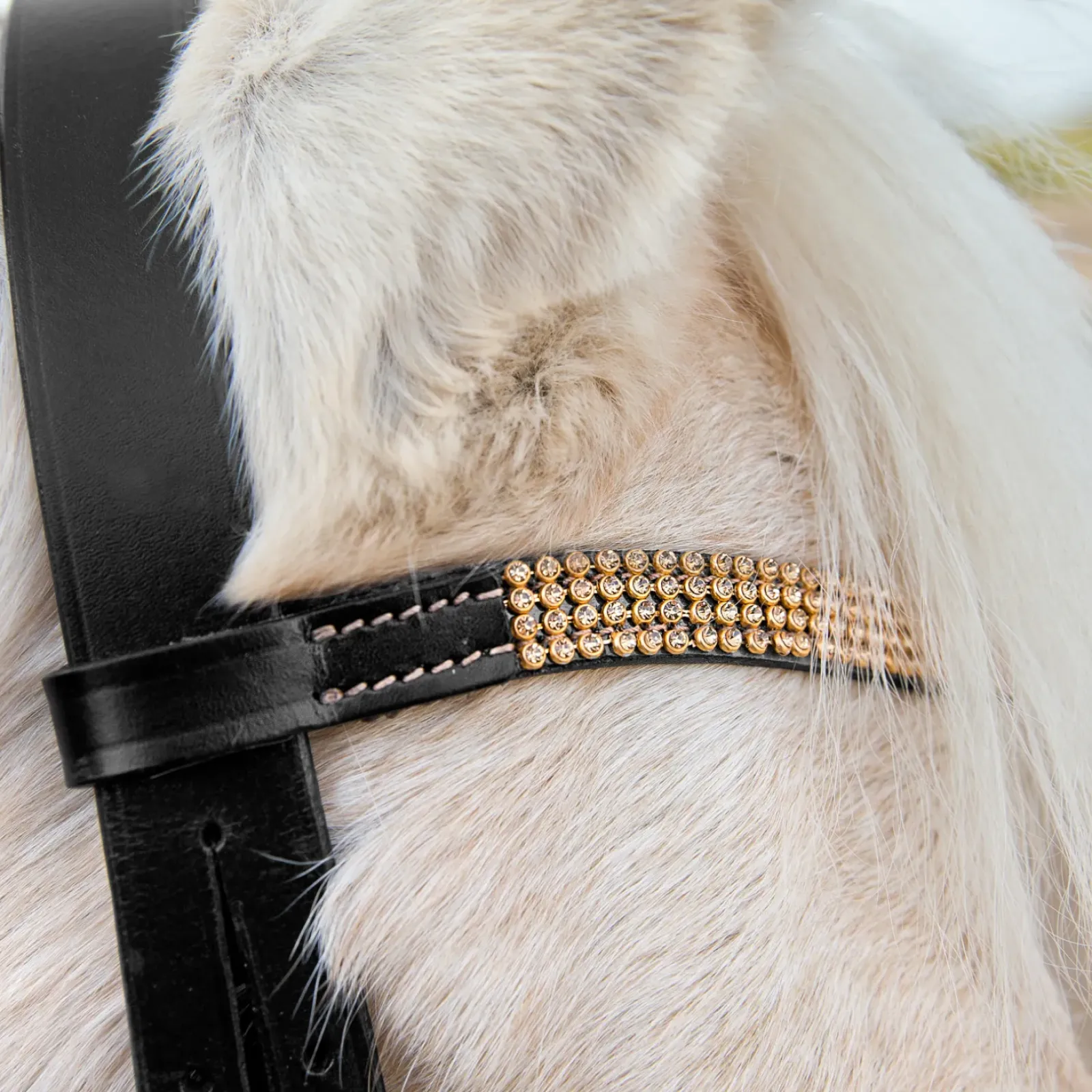 horze Filet Poney Noir/Dore Hot