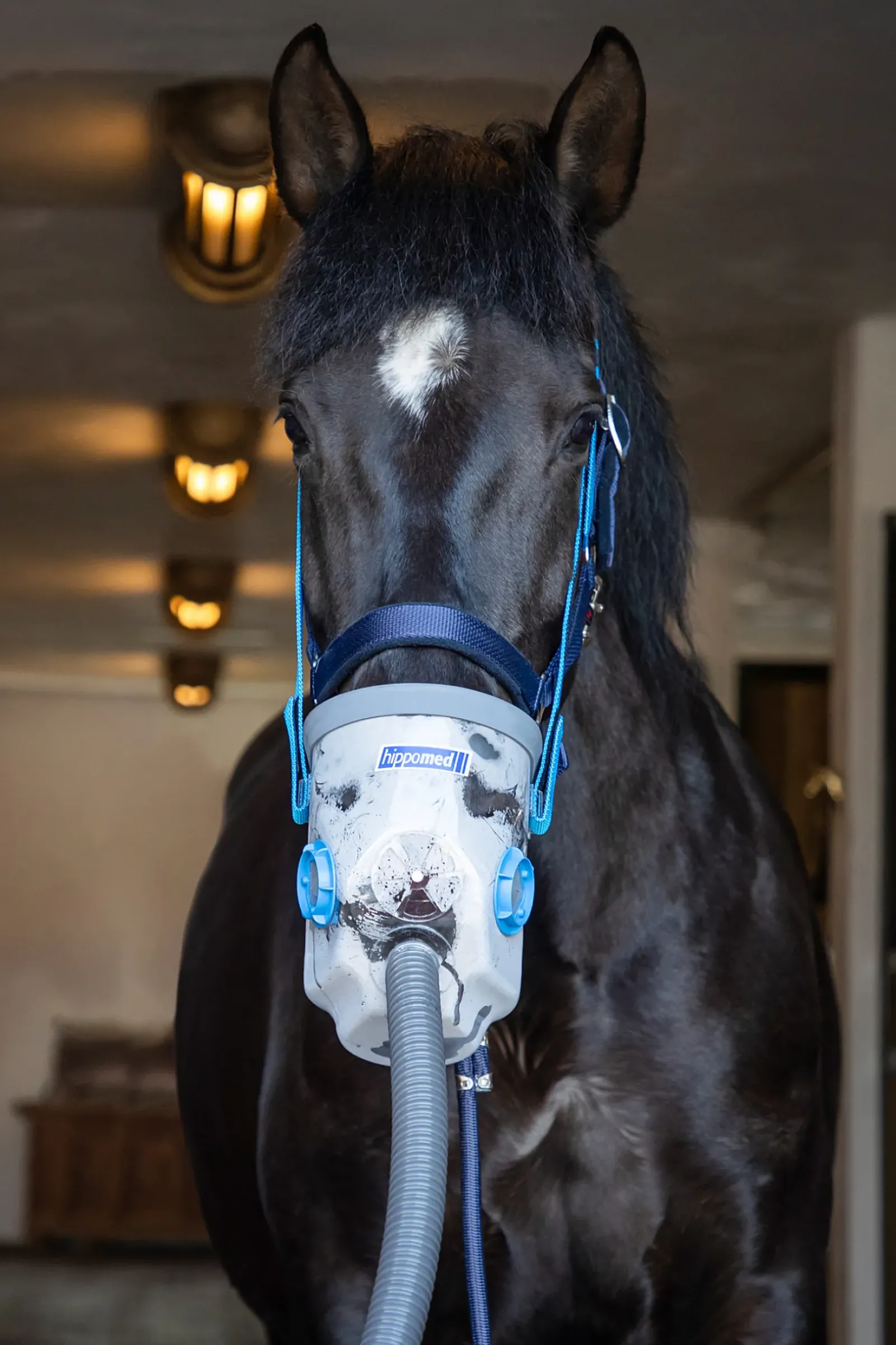 hippomed Inhalateur A Ultrasons Airone Avec Masque, Cheval De Sport Wh/Ab Outlet