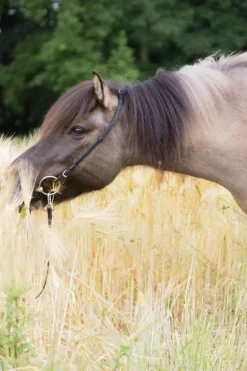 kavalkade Cheek Strap For Kjartan Icelandic Bridle Black Clearance