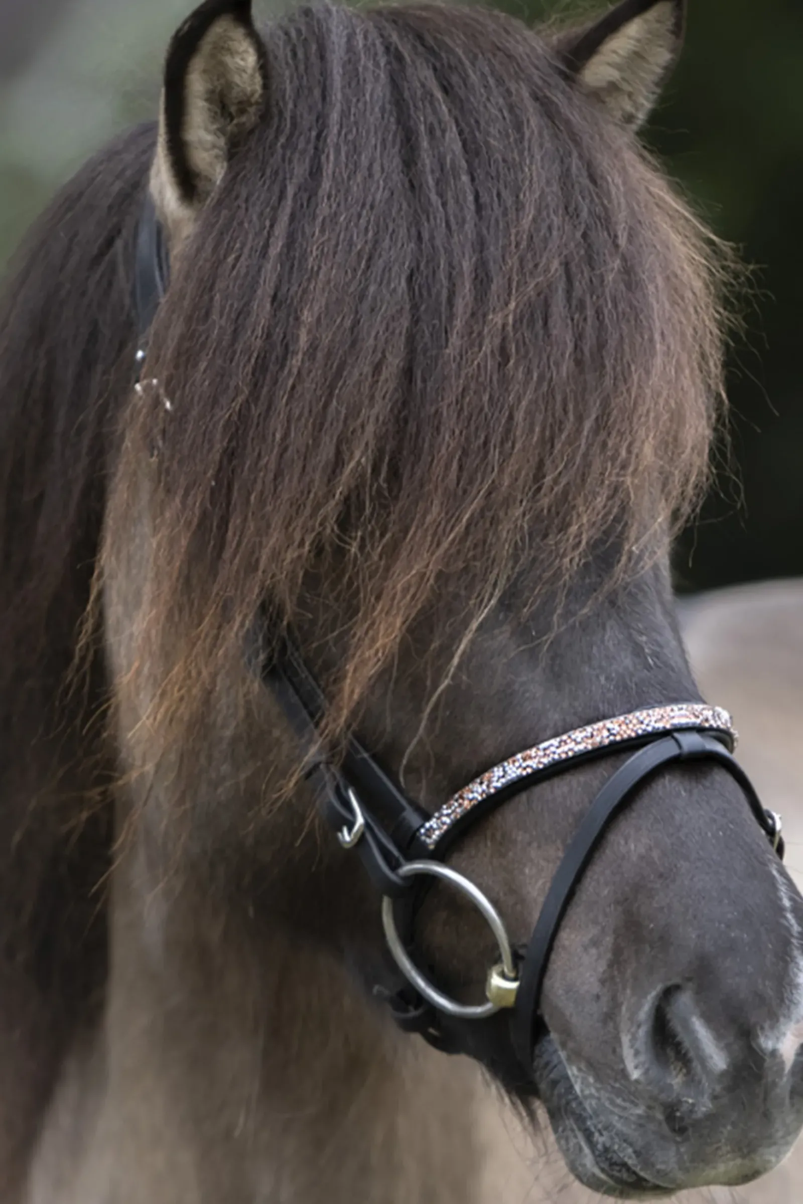 kavalkade Ferskja English Noseband For Aradis Icelandic Bridle Black Sale