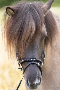 kavalkade Glansandi English Noseband For Kjartan Icelandic Bridle Black Sale