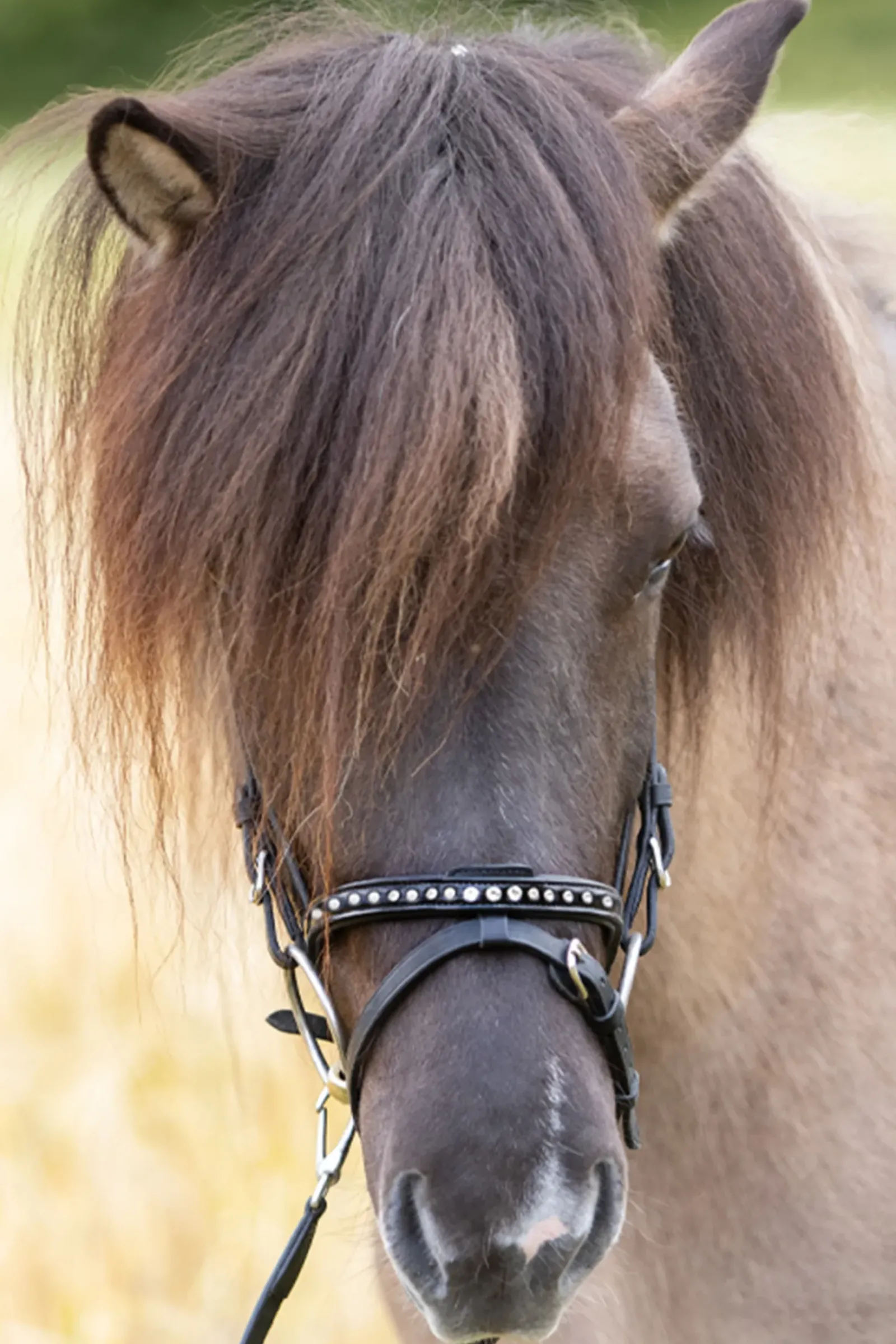 kavalkade Glansandi English Noseband For Kjartan Icelandic Bridle Black Sale