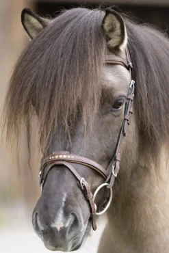 kavalkade Gull English Noseband For Aradis Icelandic Bridle Brown Online