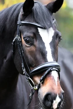 kavalkade Proline Astrid Bridle Black Hot
