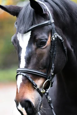 kavalkade Proline William Bridle Black Sale