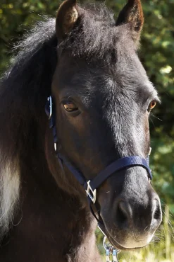 kavalkade Shorty Shetland Halter Light Blue Outlet