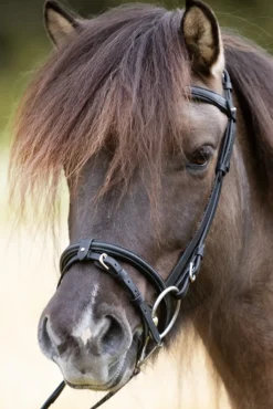 kavalkade Svartur English Noseband For Kjartan Icelandic Bridle Black