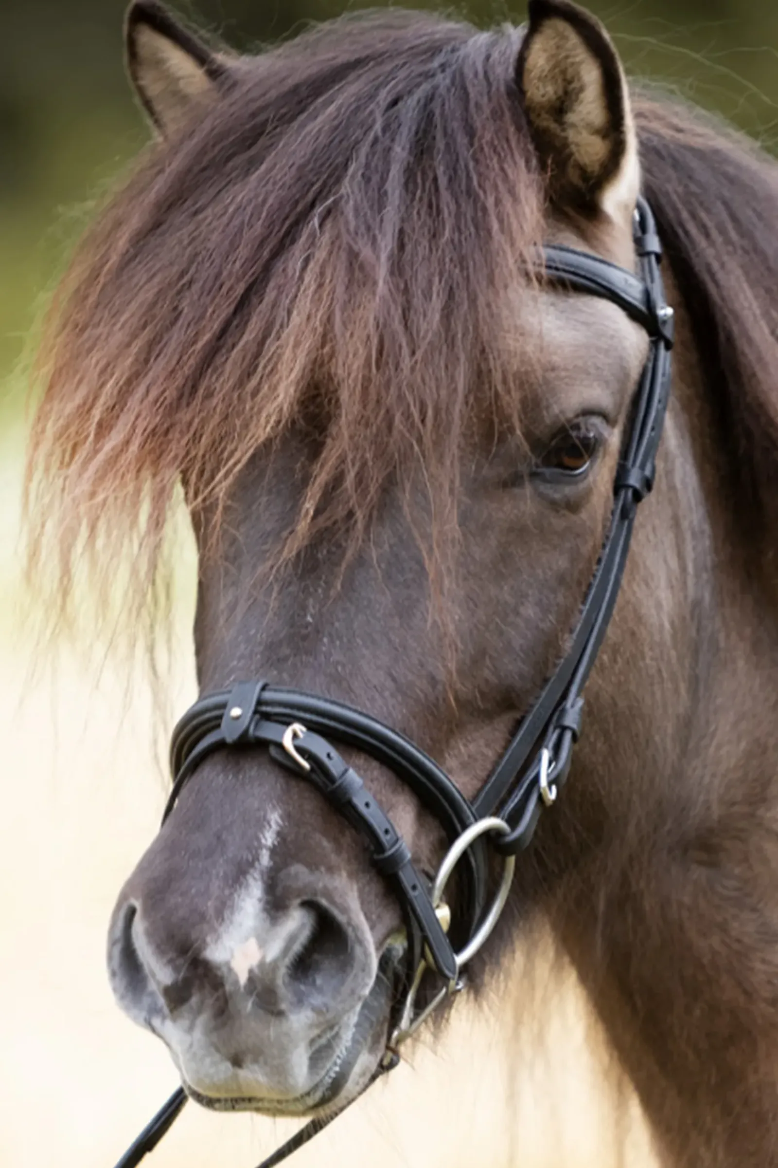 kavalkade Svartur English Noseband For Kjartan Icelandic Bridle Black