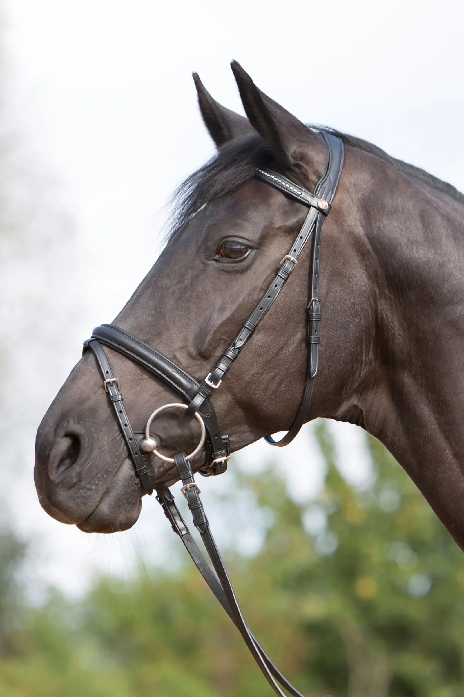 kieffer Ultrasoft® Bridle Black/Black New