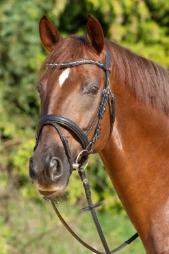 kieffer Ultrasoft® Economy Ii Bridle Black Online