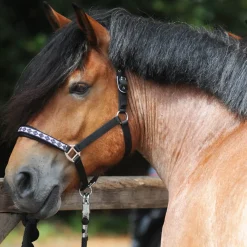 kavalkade Licol Classique Pour Cheval De Trait Black Outlet