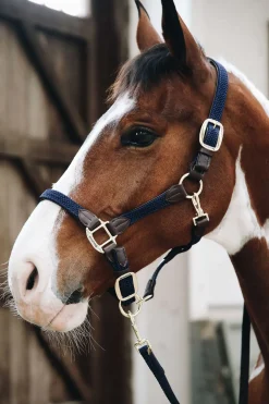 kentucky Licol En Cuir Et Nylon Tresse Db/Ab Best