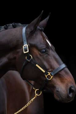 horseware Licol Amigo Black New