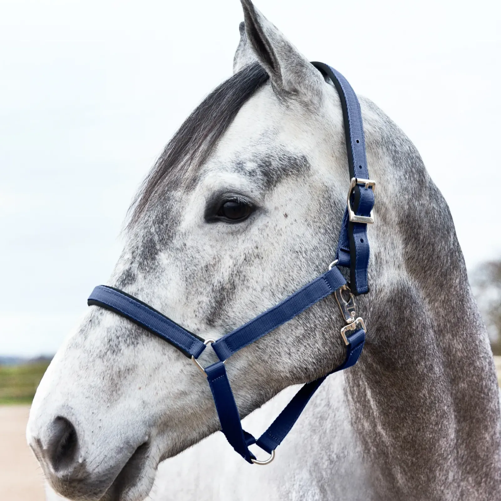 horze Licol Supreme Avec Doublure Bleu New