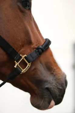 kentucky Licol Horsewearcontrole Black Online