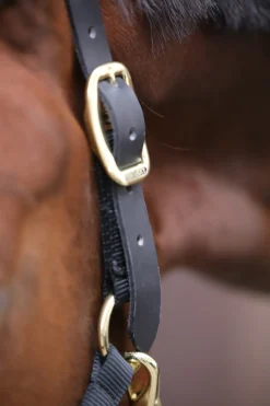 kentucky Licol Horsewearcontrole Black Online