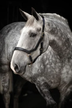 horseware Licol Micklem Rambo Black Outlet