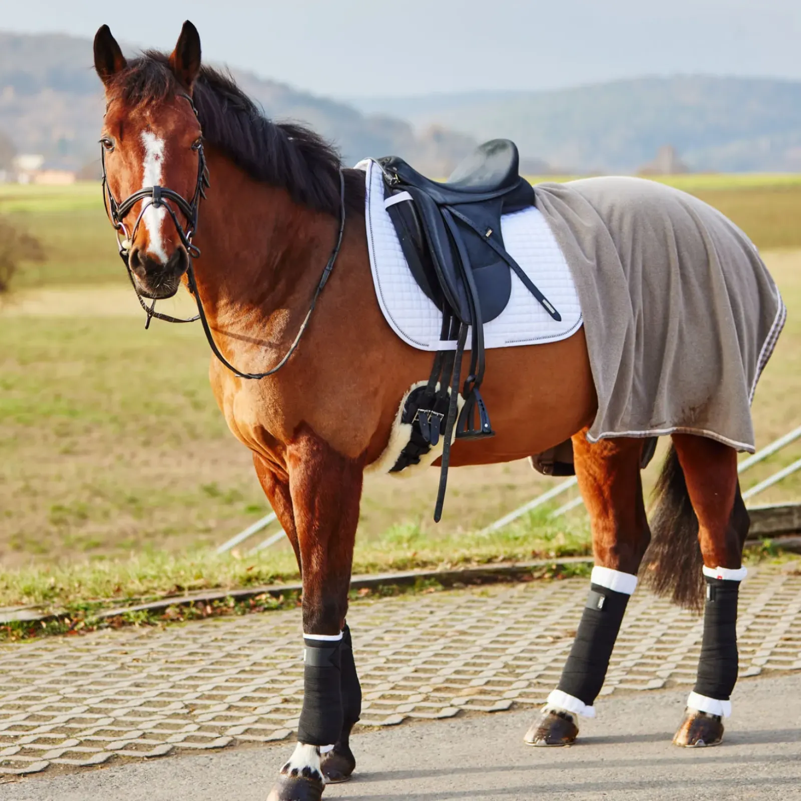 horze Sous-Bandages , Posterieurs Blanc Casse Sale